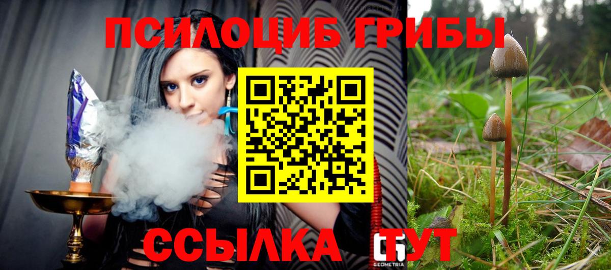 Тайшет  Псилоцибиновые грибы мухоморы  Вход с VPN 